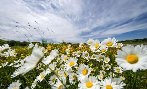 Field of flowers