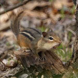 Chipmunk