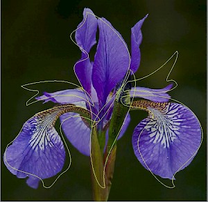 Irises with line drawing